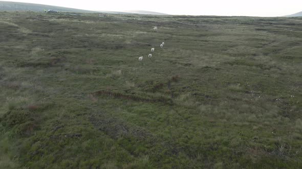 Long journey of lambs walking across Wicklow mountains Ireland aerial