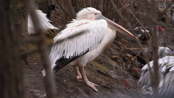 Several Pelicans Are Resting on Banks of the River in Winter