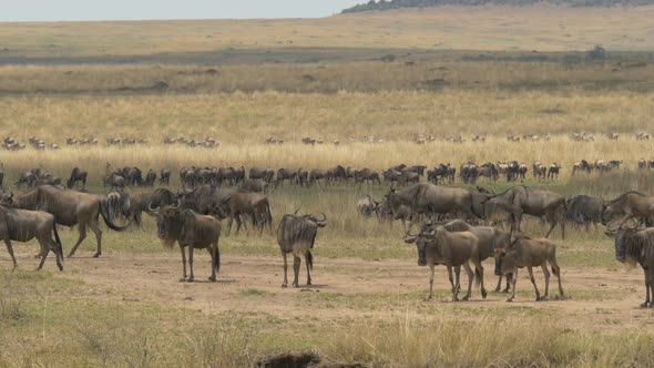 Wildebeests walking on dry plains