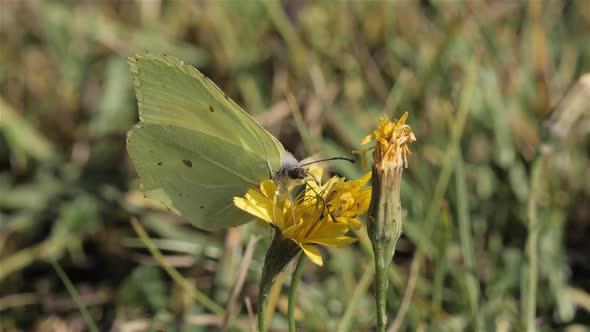 Common Brimstone Butterfly