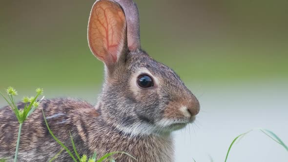 Grey Small Hare Eating Grass on Summer Field