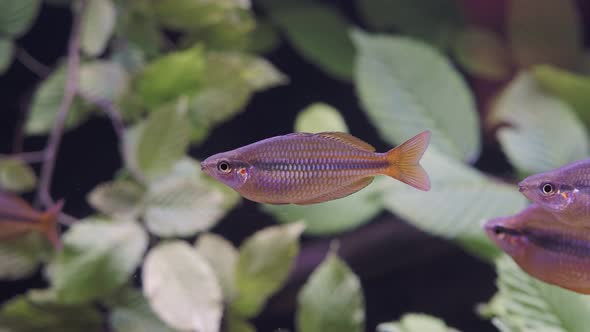 Exotic tropical fish in the aquarium