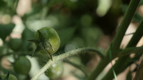 Green tomato plant garden close-up 4K 2160p 30fps UltraHD footage - Solanum lycopersicum edible frui