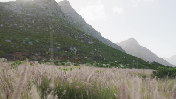 Beautiful wheat field by mountains with wind blowing on a cloudy day