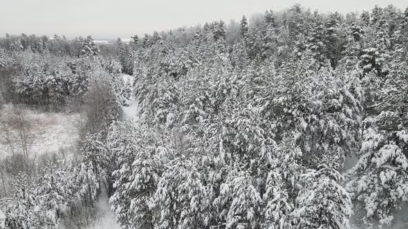 Beautiful Snowy Winter Forest Aerial View