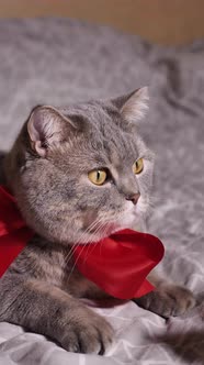 Scottish straight cat pet for valentines day