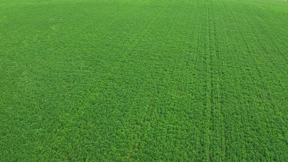 Aerial View Of The Green Field