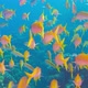 Tropical Fish on Vibrant Coral Reef - VideoHive Item for Sale