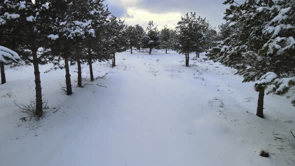snowy trees