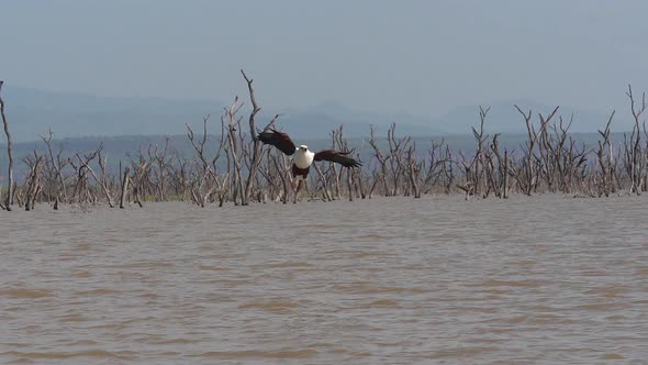 African Fish-Eagle, haliaeetus vocifer, Adult in flight, Fish in Claws, Fishing at Baringo Lake