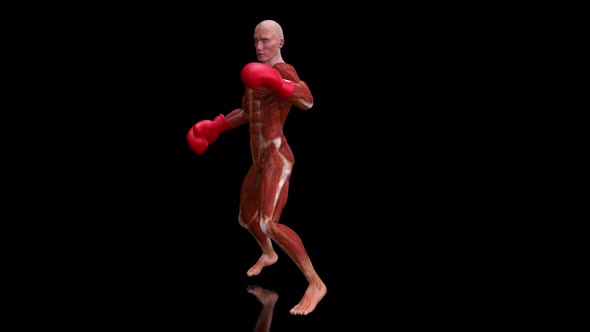 4K anatomy animation of a boxer alt