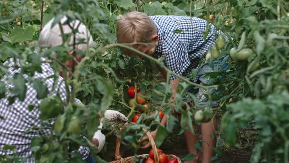 Boy and Grandfather Harvesting Together alt