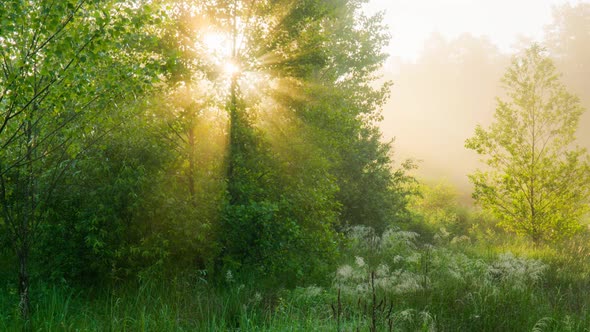 Summer Foggy Meadow and Green Trees at Sunrise