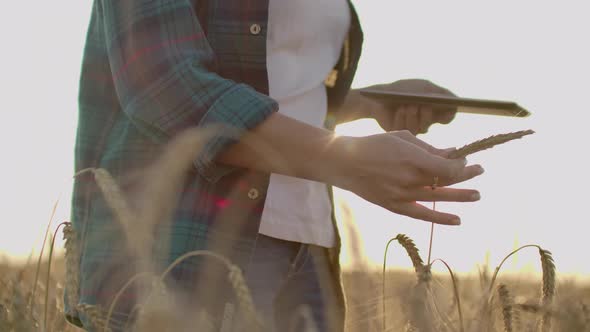 Young Girl Farmer in Plaid Shirt in Wheat Field on Sunset Background