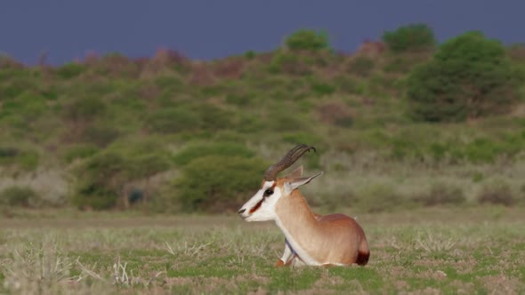 Peaceful adult springbok rests in an open field, calmly chewing grass. Telephoto long shot.