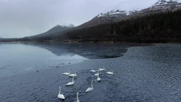 Drone circles over a trumpeter swan herd, swans play in the water (Summit Lake, Alaska, USA)