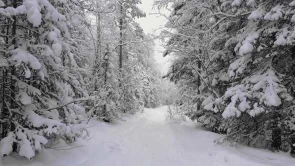 Walk Through the Winter Forest with Snowcovered Trees on a Beautiful Frosty Morning