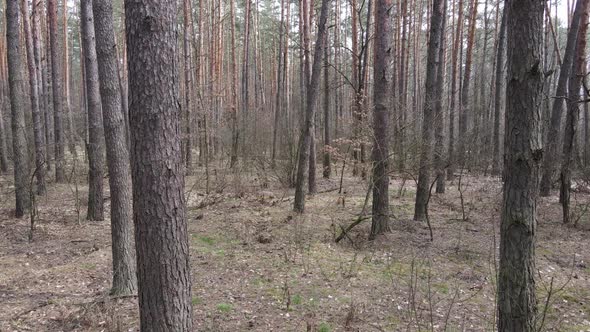 Trees in a Pine Forest During the Day Aerial View