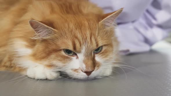 Adorable Sleepy Ginger Cat Being Brushed By the Owner