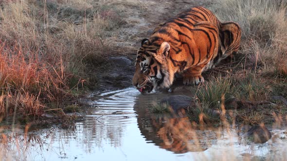 Vibrant orange Bengal Tiger drinks water from pond in golden light