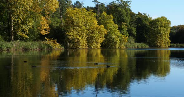 The pond Sainte Perine, Forest of Compiegne, Picardy, France