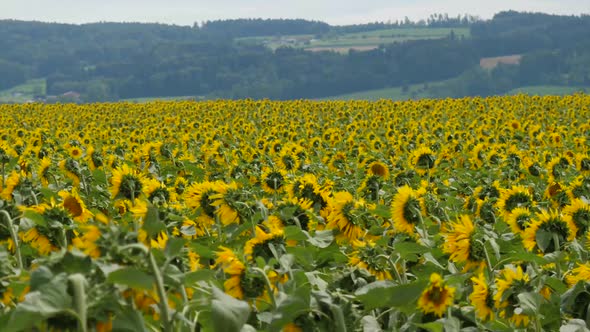 Field with Sunflowers Against the Background of the Forest