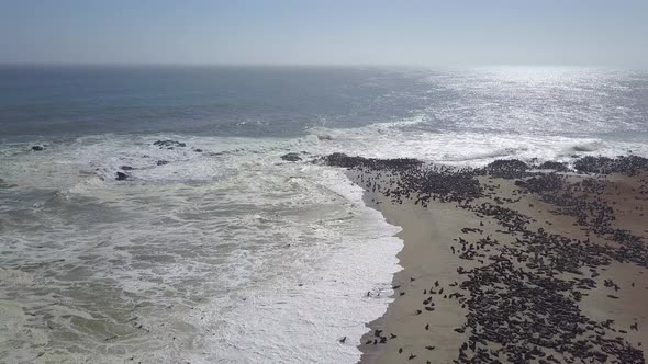 Aerial drone view of pod of seals and sea lions at a Africa beach.