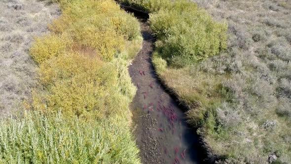 Aerial view of salmon spawning up small river