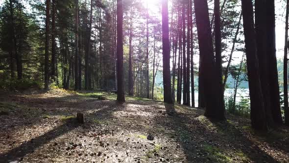 Morning In A Pine Forest