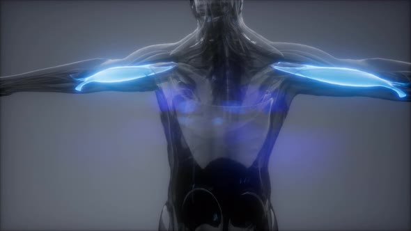 Selected Muscle Anatomy Map alt