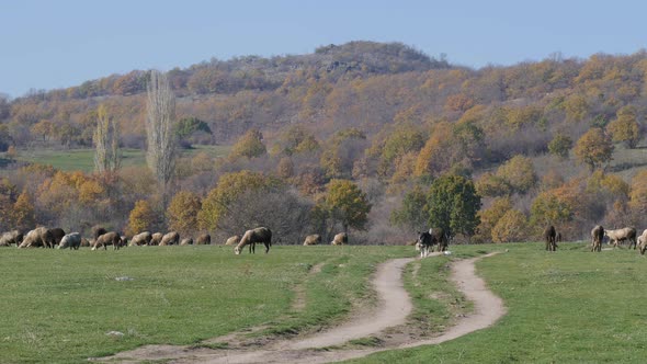 A Flock Of Sheep Grazing On A Green Meadow 2