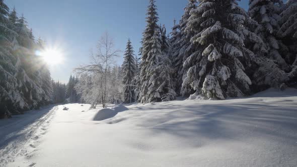 A Crosscountry Skiing Trail in a Snowcovered Forest Landscape on a Sunny Day in Winter