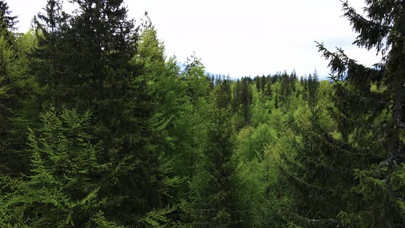 Ukraine, Carpathians: Forest Landscape. Aerial View