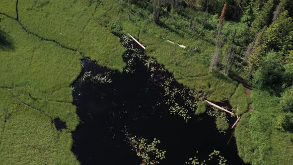 Aerial top down view of plants growing on a lake in a swamp.