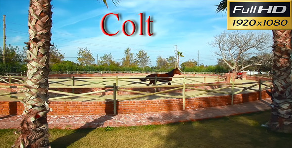 Colt