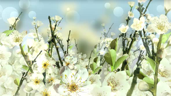 Spring Blossom White alt