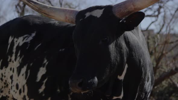 Watusi close up portrait of african prey animal