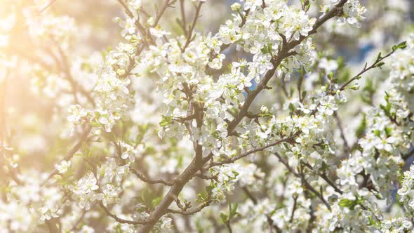 Cherry Blossom Branches Illuminated By Sunlight in Spring