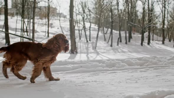 Playful Young Dog Run with Owner