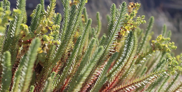 Plant On The Beach 02