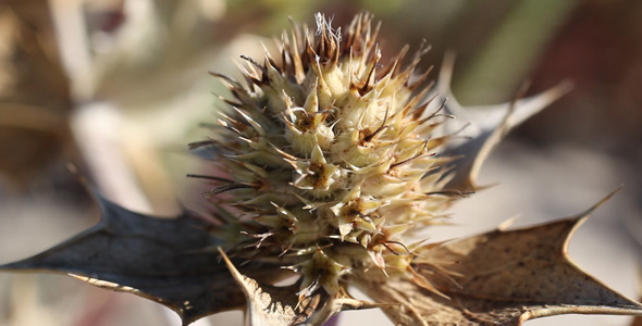 Plant On The Beach 04