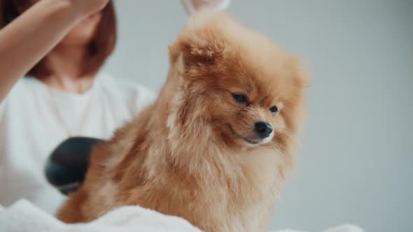 Pomeranian in the Pet Hair Salon