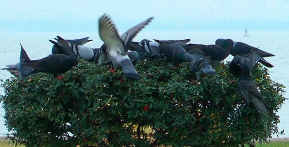 Pigeons And The Tree