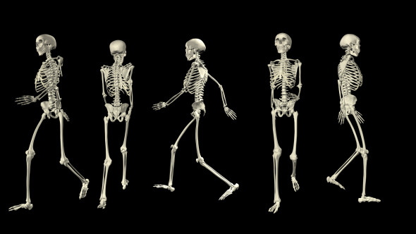 Skeleton Walk Cycle Pack