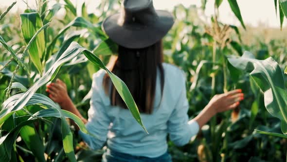 Young Farmer Girl in a Hat, on a Corn Field, Goes Through the Tall Corn Stalks in the Sun