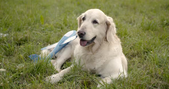 Golden Retriever Dog Laying in the Grass with Toy Airplane