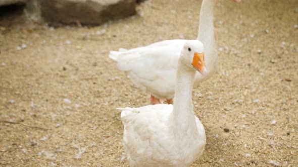 A Lot of White Geese are Slowly Walking Around the Yard