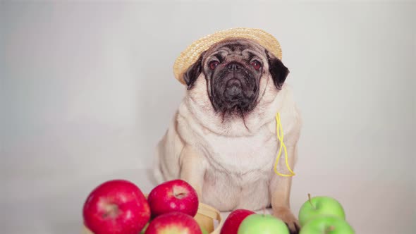 Pug Farmer with Apples