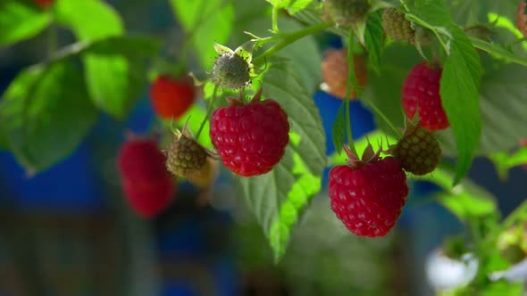 Juicy Red Raspberries Are Hanging on the Bush