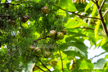 evergreen cypress shoots with cones in Kakheti